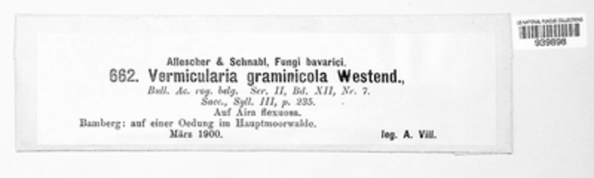 Vermicularia graminicola image
